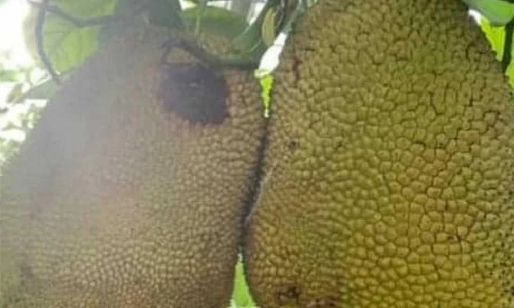 Jackfruit: Το εξωτικό φρούτο που κάνει πέρα ψωμί και κρέας